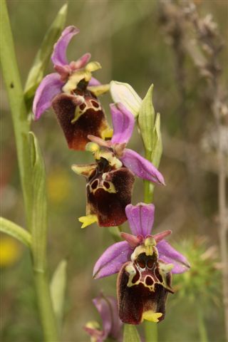 Ophrys apulica?